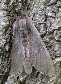 Southern Pine Sphinx